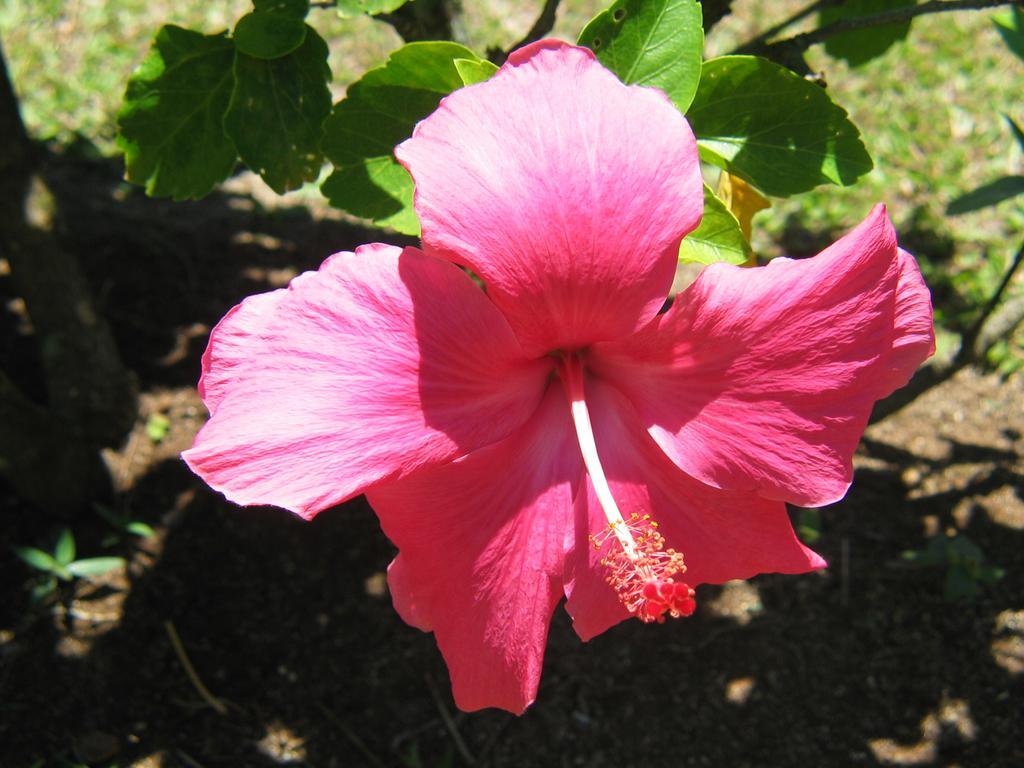Sunhaven Beach Bungalows (Adults Only) Rarotonga Zewnętrze zdjęcie